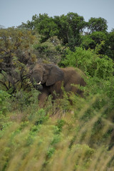 Fototapeta na wymiar african elephant eating by large tree
