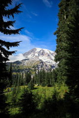 Mount Rainier looking through the trees