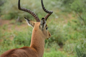 impala close up