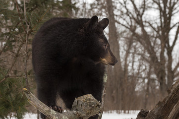 Black Bear (Ursus americanus) Turns Right