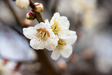 White plum blossoming spring in Tokyo, Japan