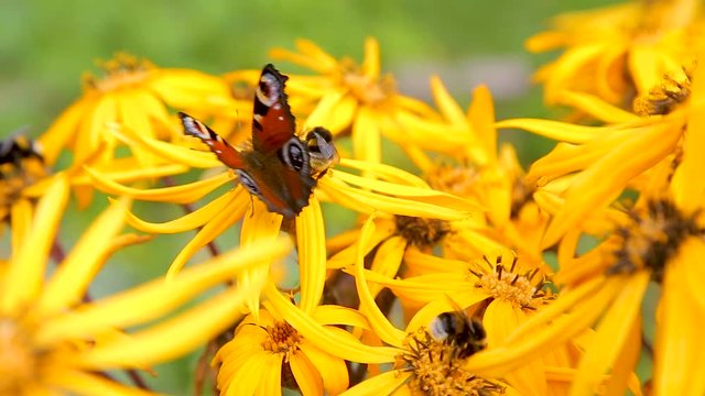 Butterflies on yellow late summer flowers