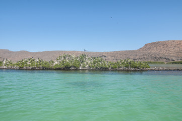 Isla espiritu santo sea of cortes, la paz baja california sur. MEXICO