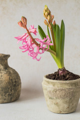 Blooming pink hyacinth in an old ceramic flower pot on a light background. 