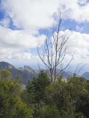 Obraz premium view point in anaga mountain sharp peaks with green cypress bush and blue sky white clouds background, tenerife canary island spain