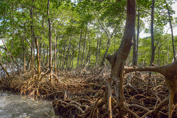 Mangrove forest in national Park los Haitises, in Dominican Republic, many mangrove trees