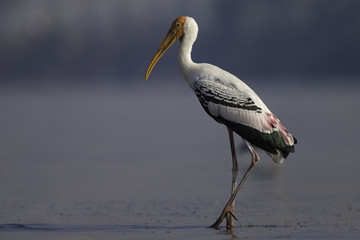 Painted stork