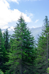 Fototapeta na wymiar Beautiful pine trees on background high mountains. Kackar Mountain, Rize - Turkey