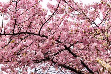 Kawazu cherry tree in full bloom in Tokyo, Japan