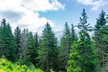 Beautiful pine trees on background high mountains. Kackar Mountain, Rize - Turkey