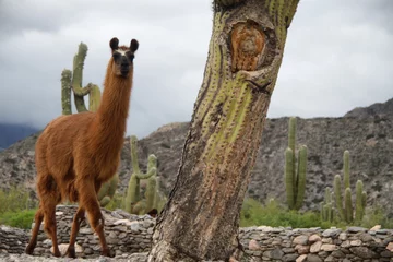 Photo sur Plexiglas Lama un lama solitaire parmi les cactus dans la vallée de la Quebrada de Humahuaca en Argentine
