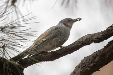 Brown eared bulbs prey on insects