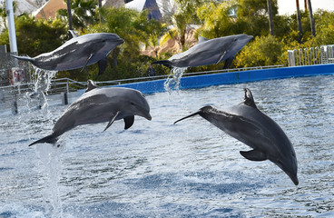 delfin