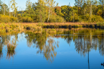 View over a lake in a nature reserve, cloudless blue sky, trees mirroring in the water, Schwenninger Moos, Germany