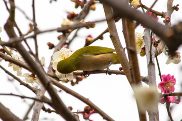 Plum and mezzo in Tokyo, Japan