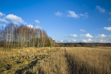 Dry and tall grass on a wild meadow, forest and blue sky