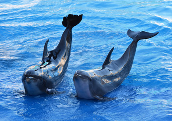 delfin © alberto