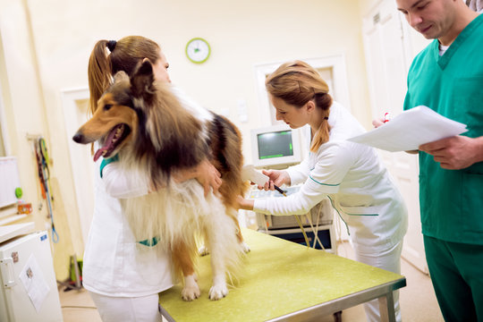 Team of veterinarian doing ultrasound and analyze health of dog