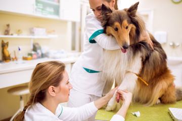 Sick dog at pet ambulance, team of veterinarian taking sample for analize