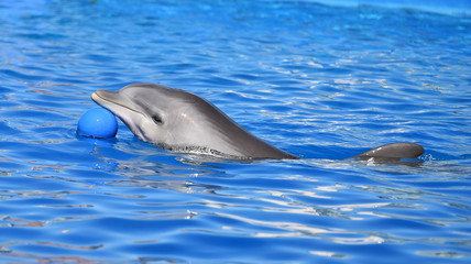 delfin