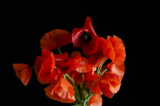 A bunch of red poppies (spring flowers) calmly shaken by the wind. Black background.
