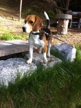 Hund Beagle