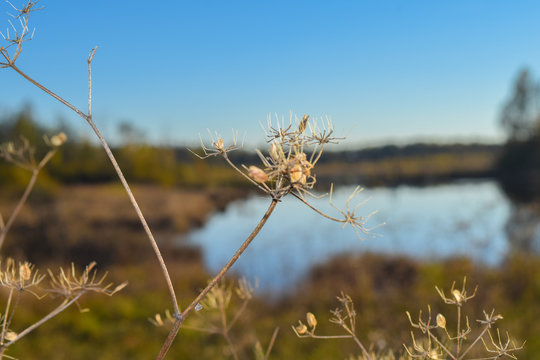 Murass Murass Images – Browse 47 Stock Photos, Vectors, and Video | Adobe Stock