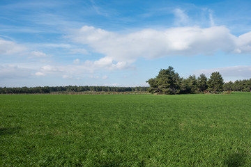 Grassland by the Forest on a Sunny Day