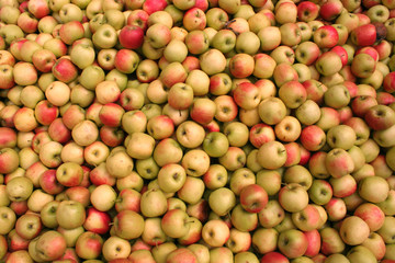 Sehr viele Äpfel, Apfelwein keltern in Hessen