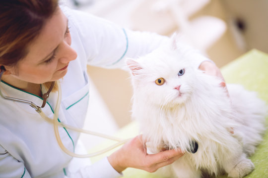 Veterinarian with stethoscope examining persian cat at office
