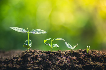 Growth,Young tree plant a tree Watering a tree in nature light and background