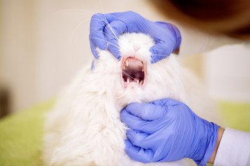 Veterinarian check up cats teeth