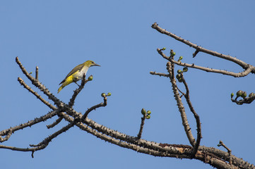 Bird :Portrait of a Female Golden Oriole Perched on a Tree Branch
