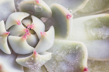 Close-up macro succulent plant 