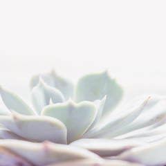 Fototapeta premium The succulent plant 