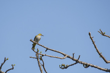 Bird : Female Golden Oriole Perched on a Tree Branch
