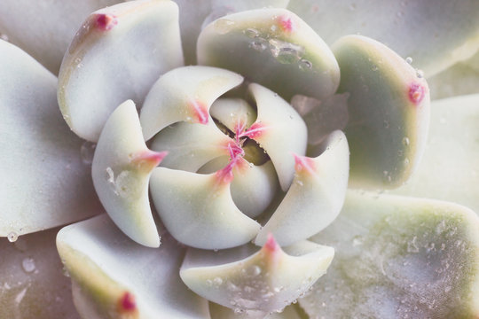 Close-up macro succulent plant "Echeveria parva" (Crassulaceae family) with water drops on petals, evergreen or deciduous plant. Top view (flat lay) background.