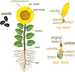 Fototapeta premium Parts of sunflower plant. Morphology of flowering plant with root system, flower, seeds and titles