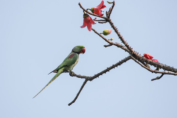 Bird:Portrait of a  Rose Ringed Parakeet Perched on Branch of a Tree 
