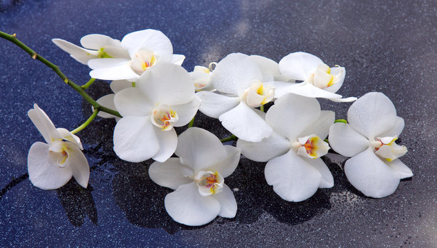 Spa background with white orchid.