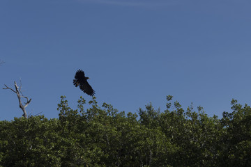 Common black hawk flies over hunting for its prey. Its beautiful Black feathers shine or cast an ominous shadow over its pray. the only yellow details are its Sharp claws and beak