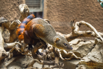 Sweet little animal with orange black striped tails, ring-tailed mongoose