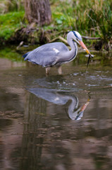 héron en pêche