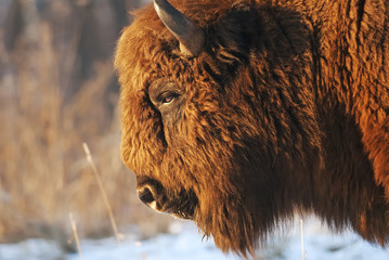 European Bison, Bison bonasus, Visent, herbivore portrait, Slovakia