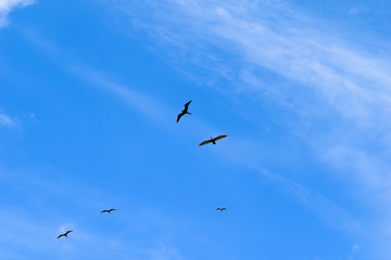 Fototapeta na wymiar Pelicans flying on front of the blue sky