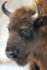 European Bison, Bison bonasus, Visent, herbivore portrait, Slovakia