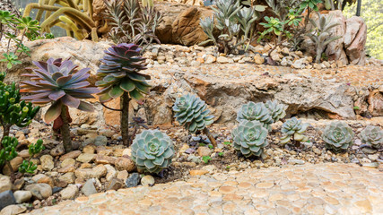 Close up of succulent cactus in a garden.