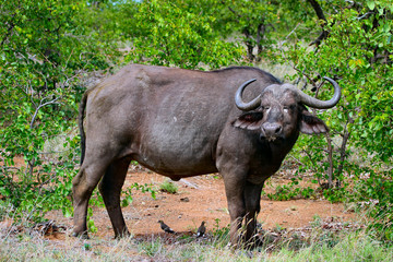 Obraz premium buffalo, animal, africa, mammal, wildlife, bull, nature, african, wild, safari, horns, park, national, horn, dangerous, big, cape buffalo, grass, cape, bovine, tourism,