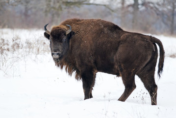 European Bison, Bison bonasus, Visent, herbivore in winter, herd, Slovakia