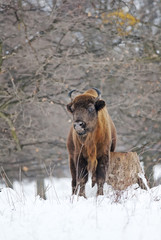 European Bison, Bison bonasus, Visent, herbivore in winter, herd, Slovakia